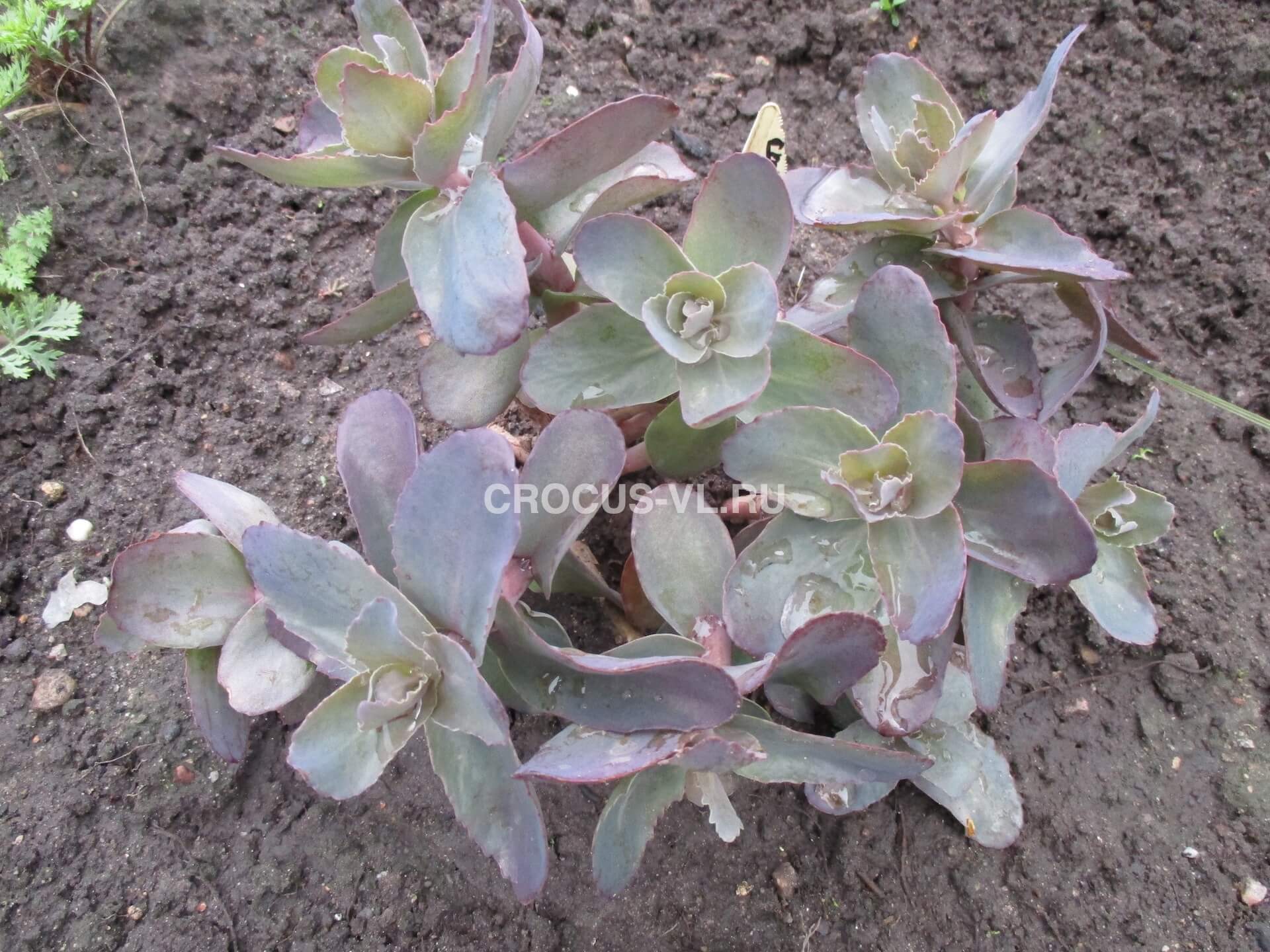 Седум «Matrona» Седум «Matrona»